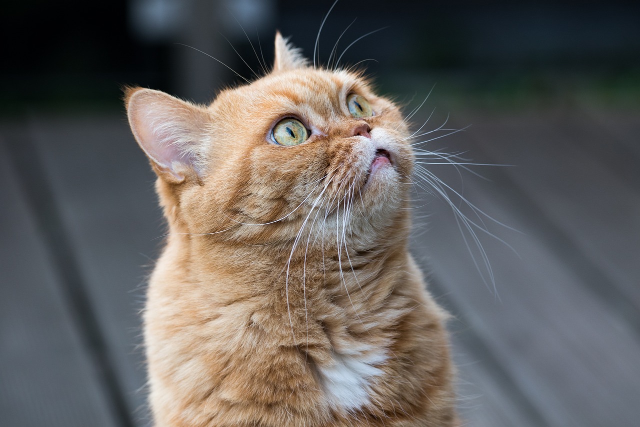 Understanding the Gentle Nature of the Exotic Shorthair